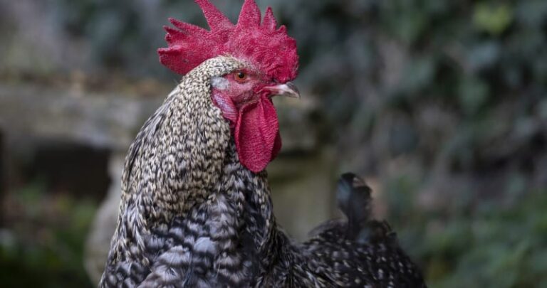 Court ‘Sentences’ Chicken To Death In Kano