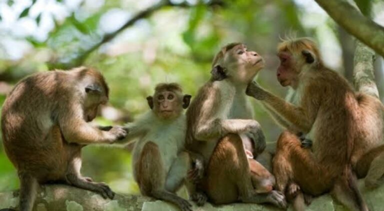 Sri Lanka plans to export 100,000 toque macaque monkeys to China