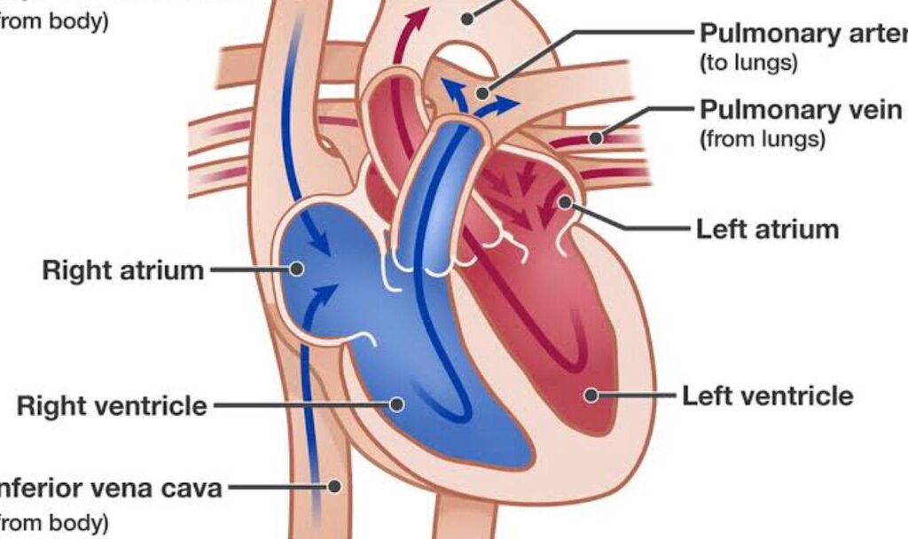 HEART SYSTEM