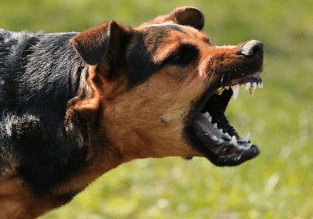 Woman Narrates How Dogs Attacked Her, Killed Her Baby