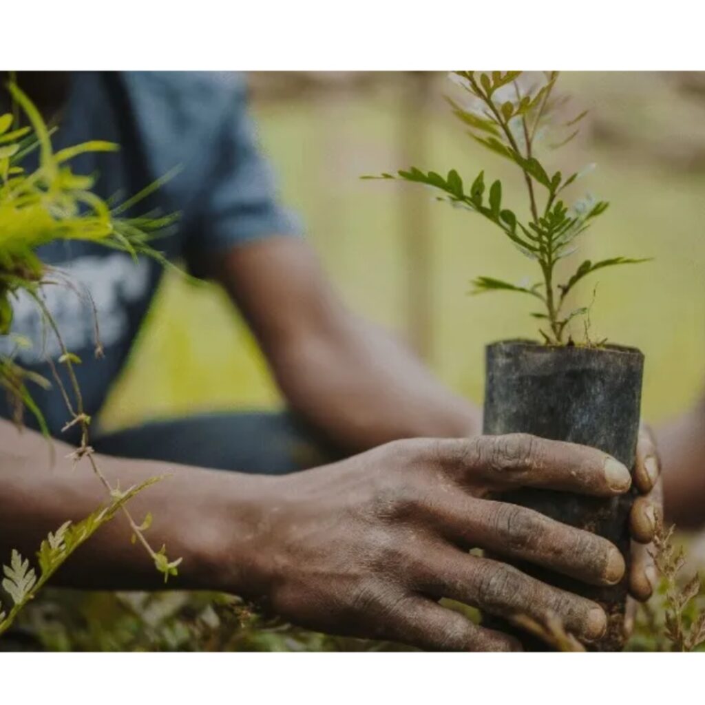 Environmental experts suggest law mandating planting of trees for landlords