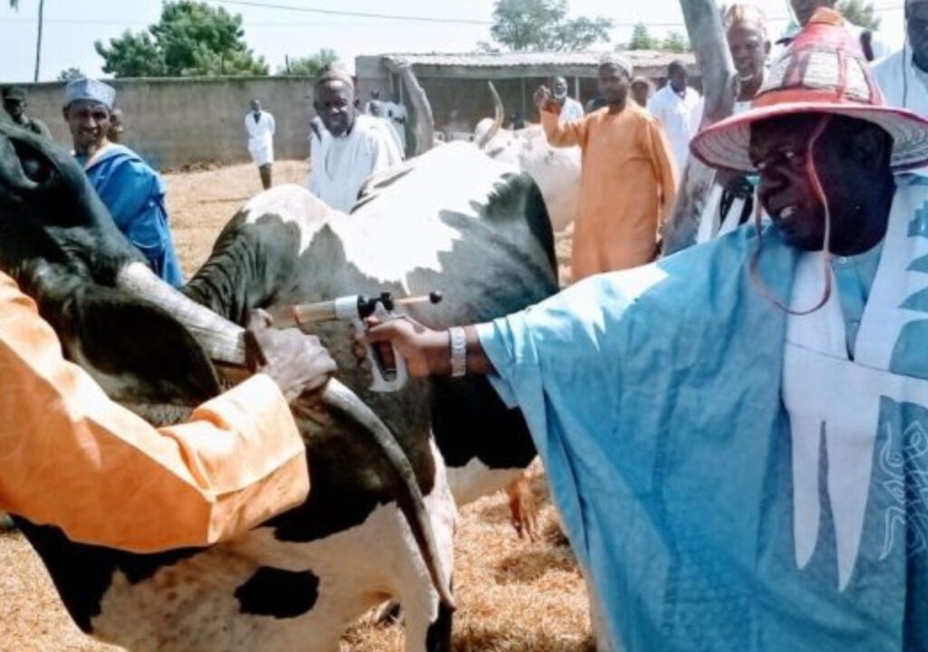 Adamawa flags off vaccination against transboundary animal diseases