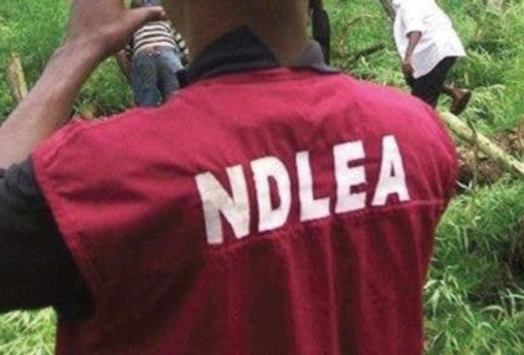 NDLEA seizes 478kg illicit substances in Kaduna, arrests 99 suspects