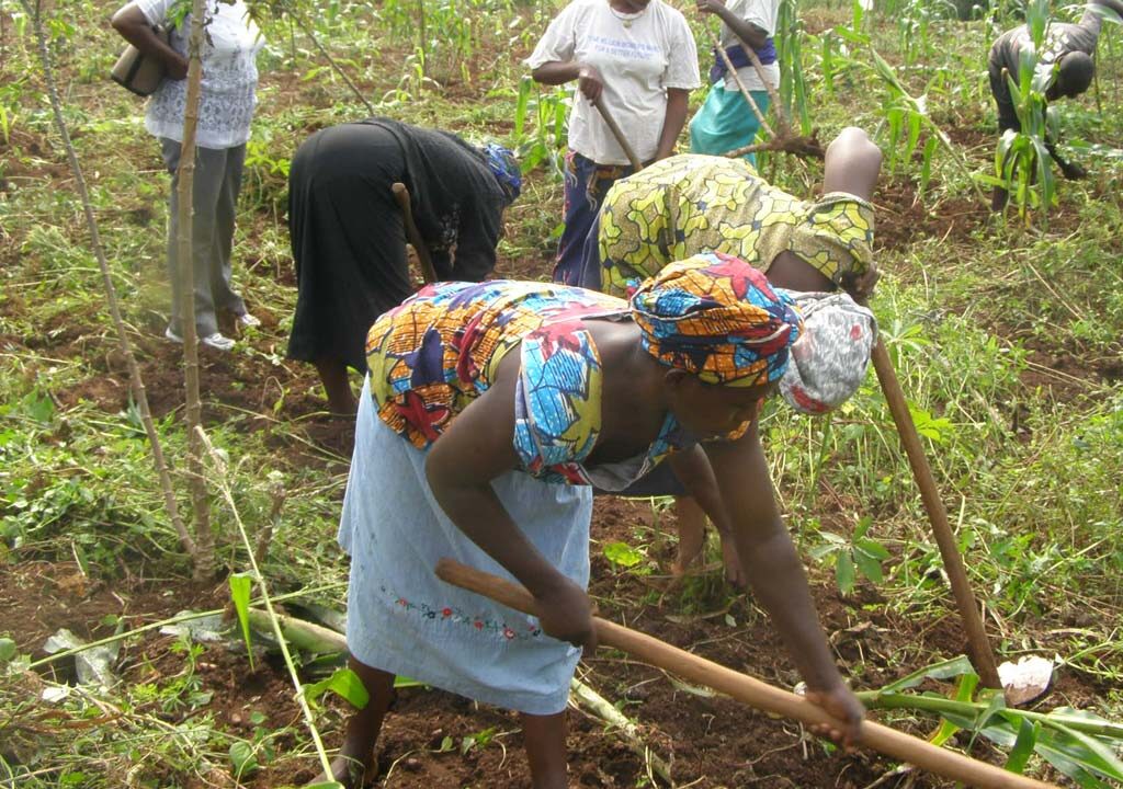 Taraba dry season farmers embrace alternatives amid subsidy removal