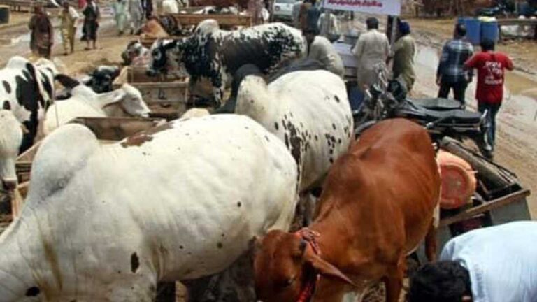 Pastoralists raise alarm over encroachment on cattle route in Yobe