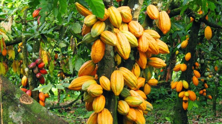 Fire destroys 30 hectares of cocoa farmlands in Abia amid price surge