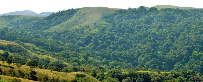 Only four per cent of nation's forest cover remaining - NCF