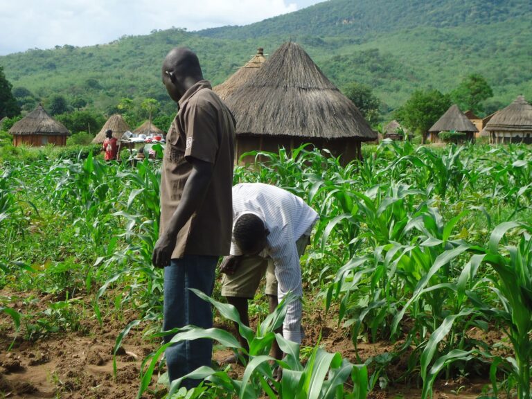 Delta farmers angry over distribution of FG grain palliatives