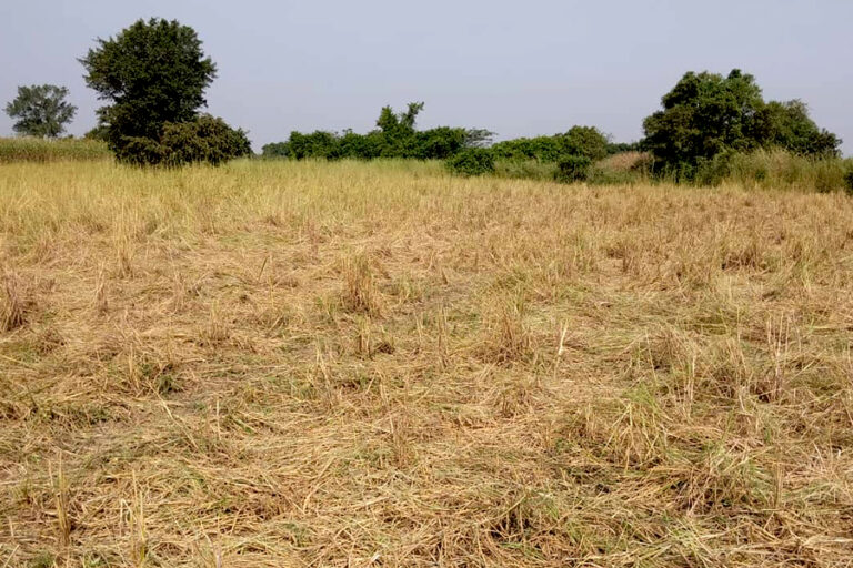 Benue: Farming communities deserted as herdsmen attacks escalate