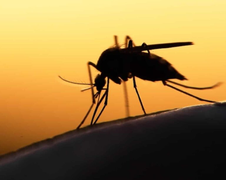 Malaria prevalence in Edo 30% - Govt