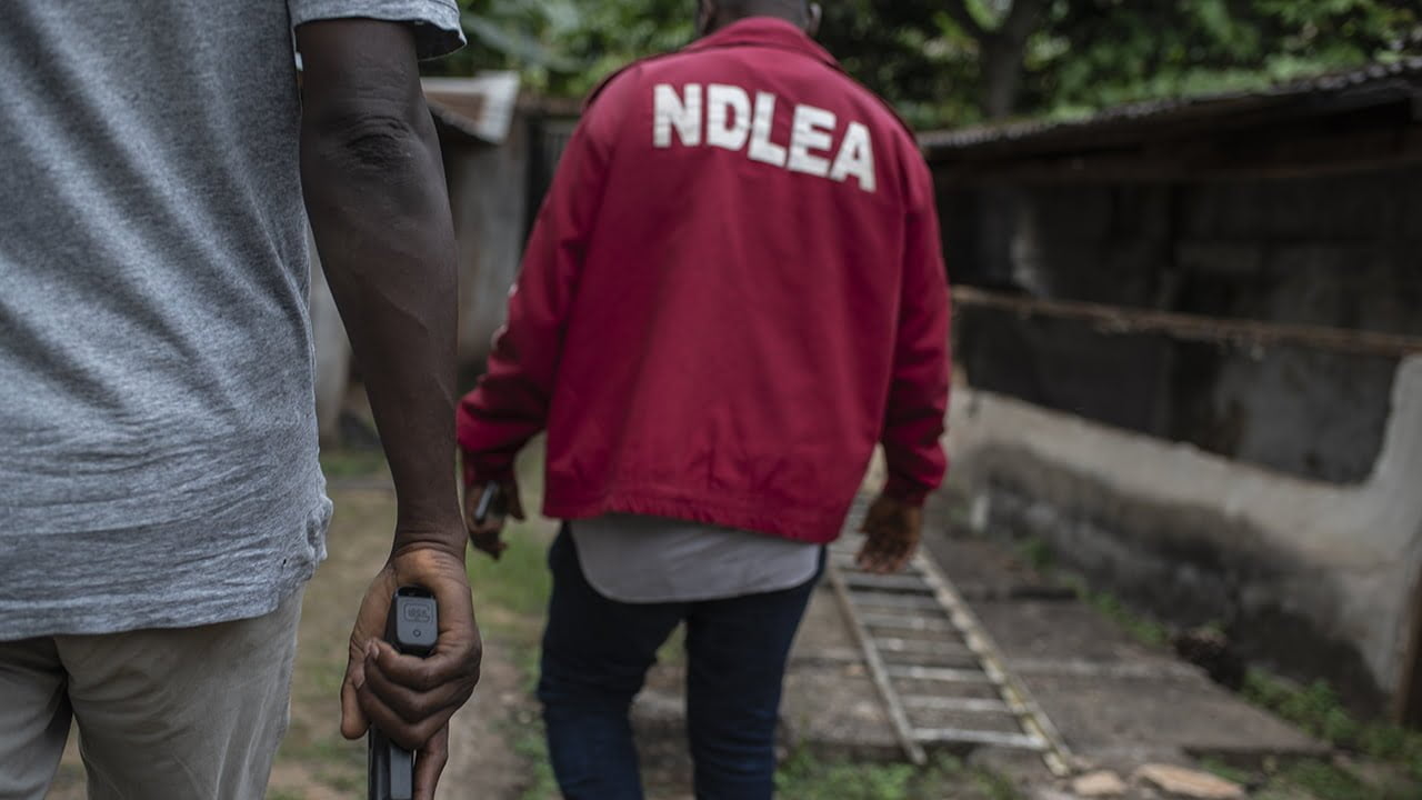 NDLEA arrests 127 suspects, seizes over 1,200kg of drugs in Bauchi