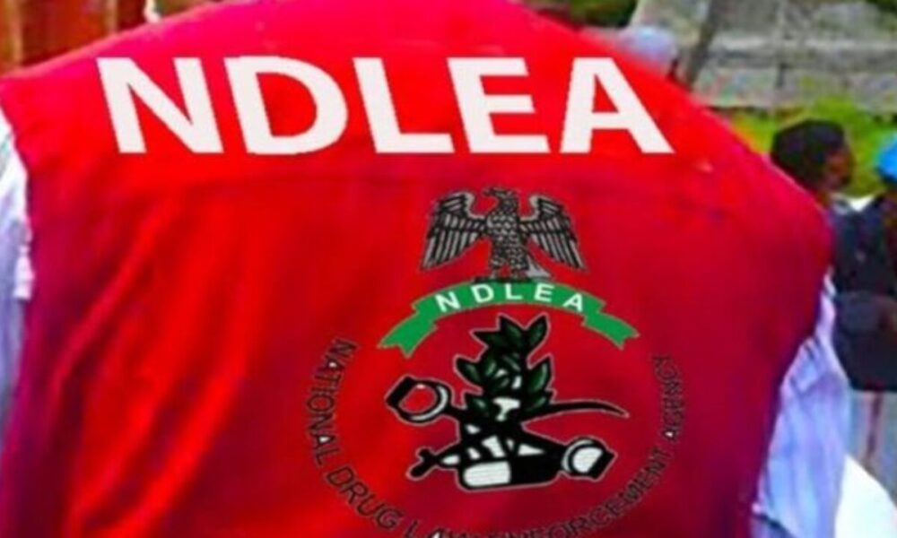 NDLEA intercepts 1,300kg of illicit drugs in Jigawa